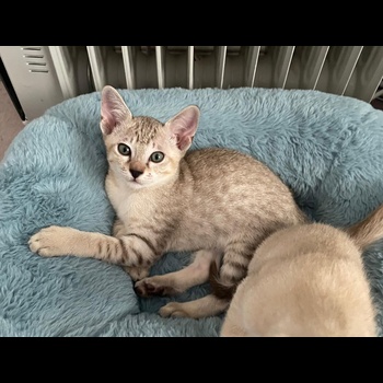Tonkinese Cat 3
